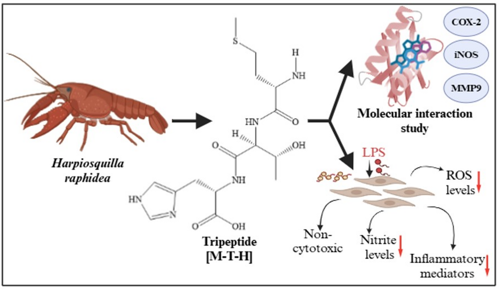 Effects of a Bioactive Tripeptide on the Downregulation of Oxidative Stress and Inflammatory Markers in LPS-Induced Fibroblast Cells