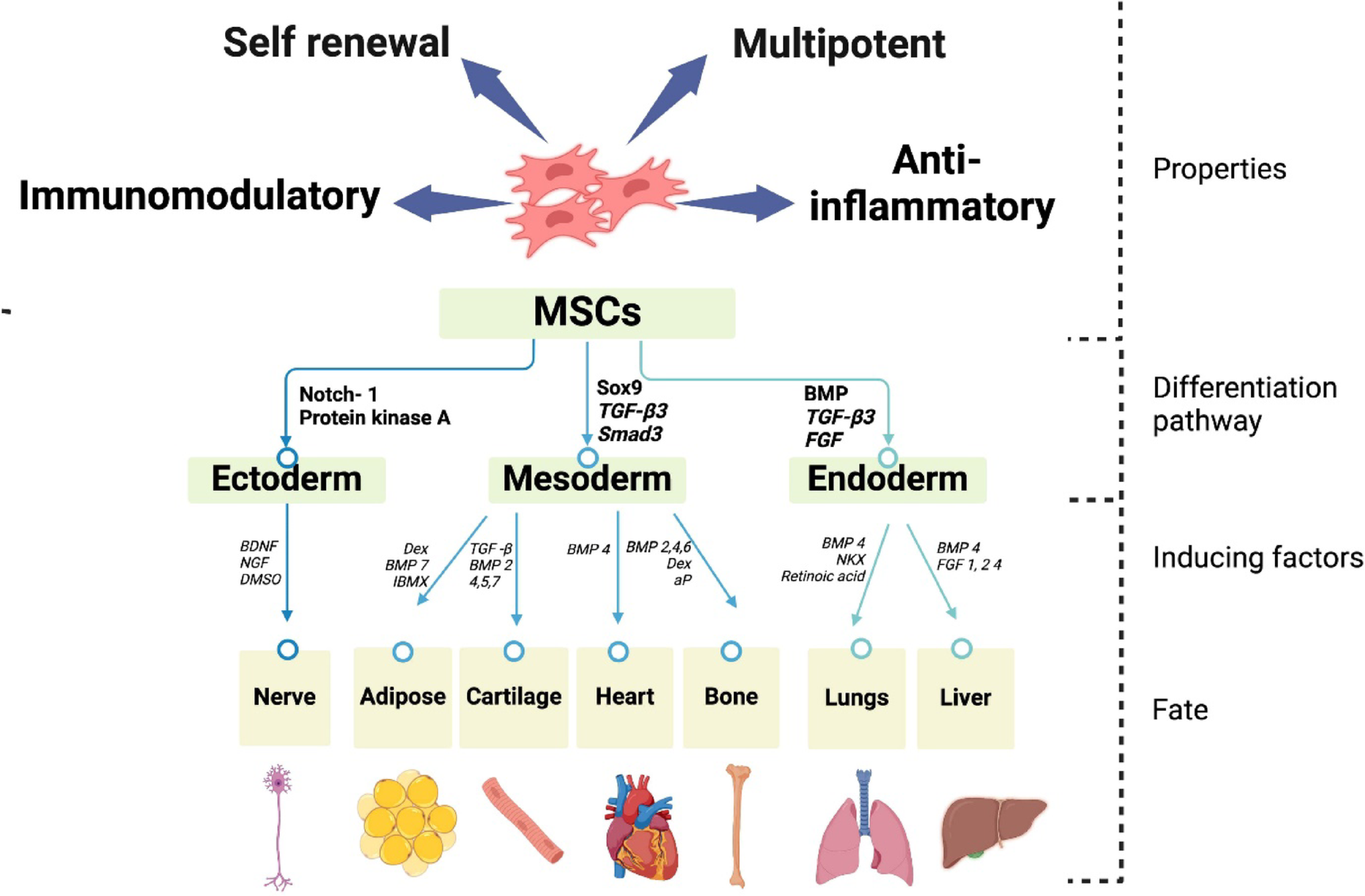 Abundance of Antimicrobial Peptides in Mesenchymal Stem Cells and Tissues: Variations Among Species