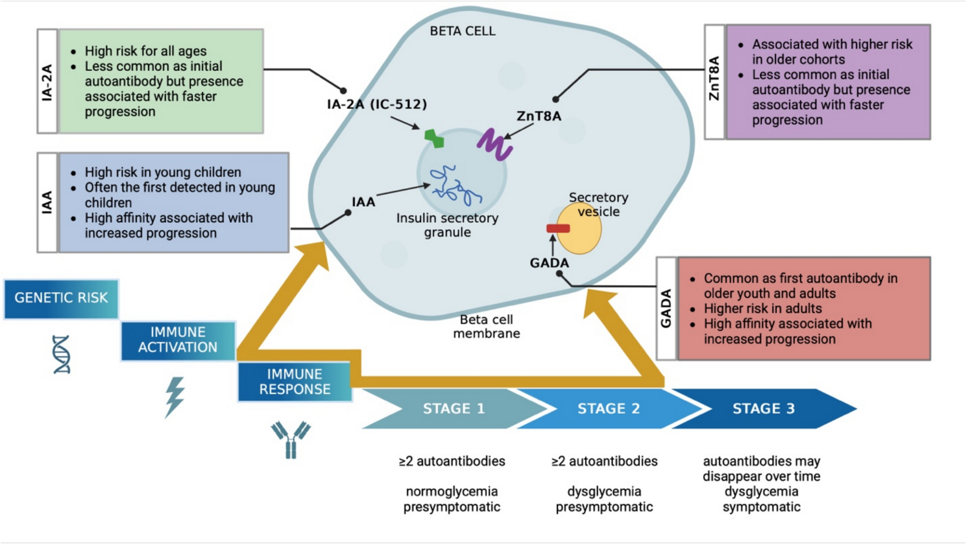From Prediction to Prevention: The Intricacies of Islet Autoantibodies in Type 1 Diabetes
