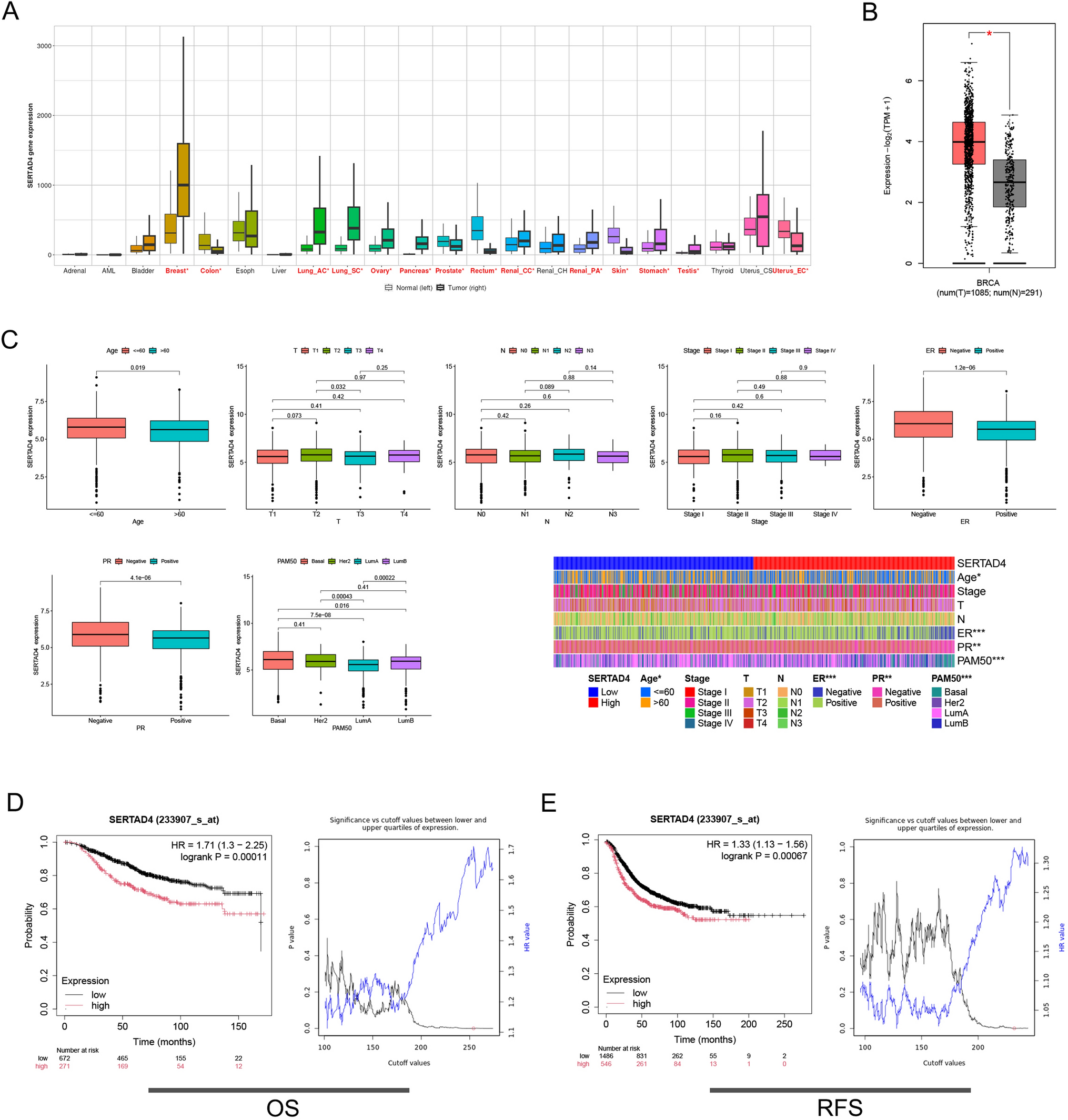 Exploring SERTAD4 as a prognostic biomarker and therapeutic target in breast cancer: insights from multidatabase analyses and in vitro studies