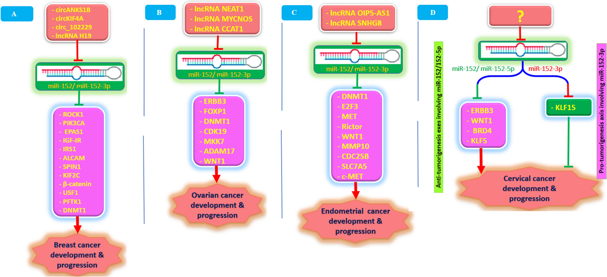 Regulation and function of microRNA-152 in various types of cancers: its upstream regulators and downstream targets