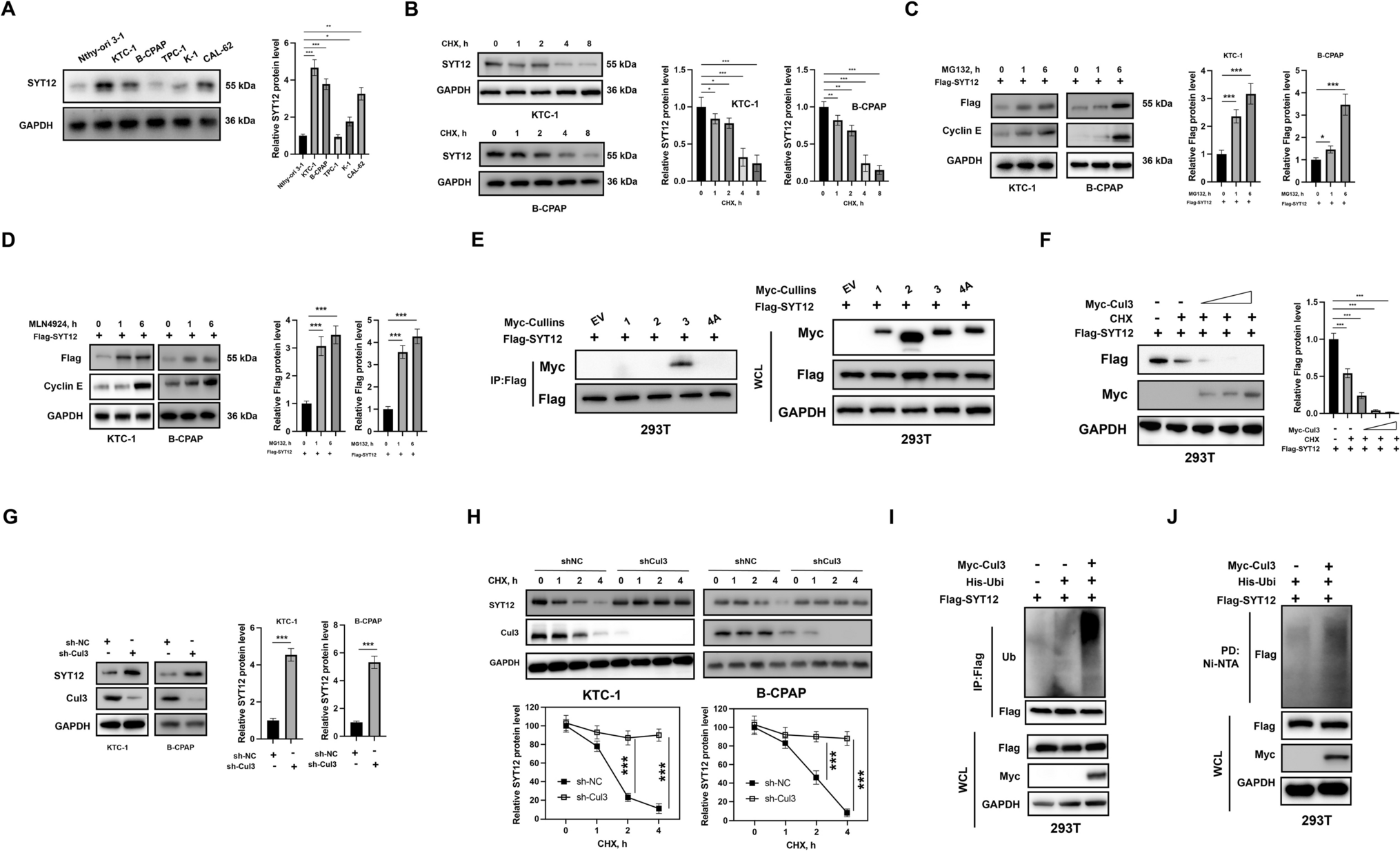 SPOP-dependent destabilization of SYT12 in a GSK-3β-dependent manner in papillary thyroid cancer cells