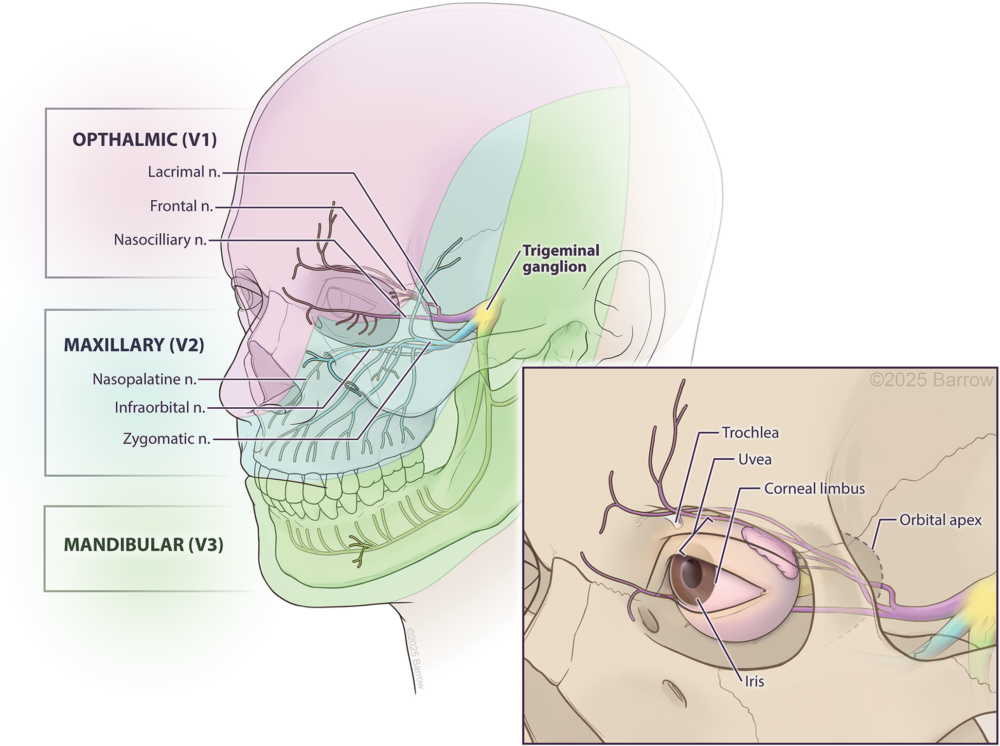 Approach to Eye Pain: Differential Diagnosis and Work Up for the Neurologist