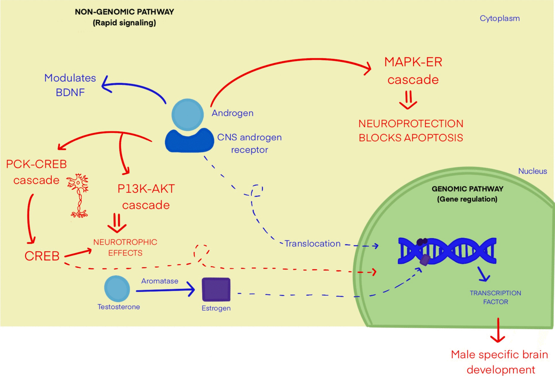 Neurology of Androgens and Androgenic Supplements
