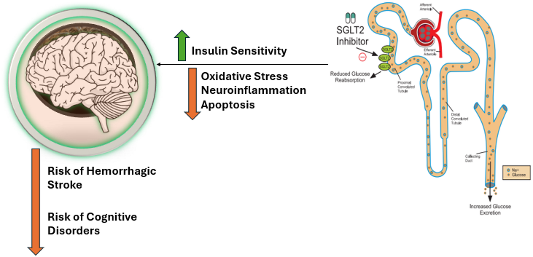 The Role of Diabetes and SGLT2 Inhibitors in Cerebrovascular Diseases