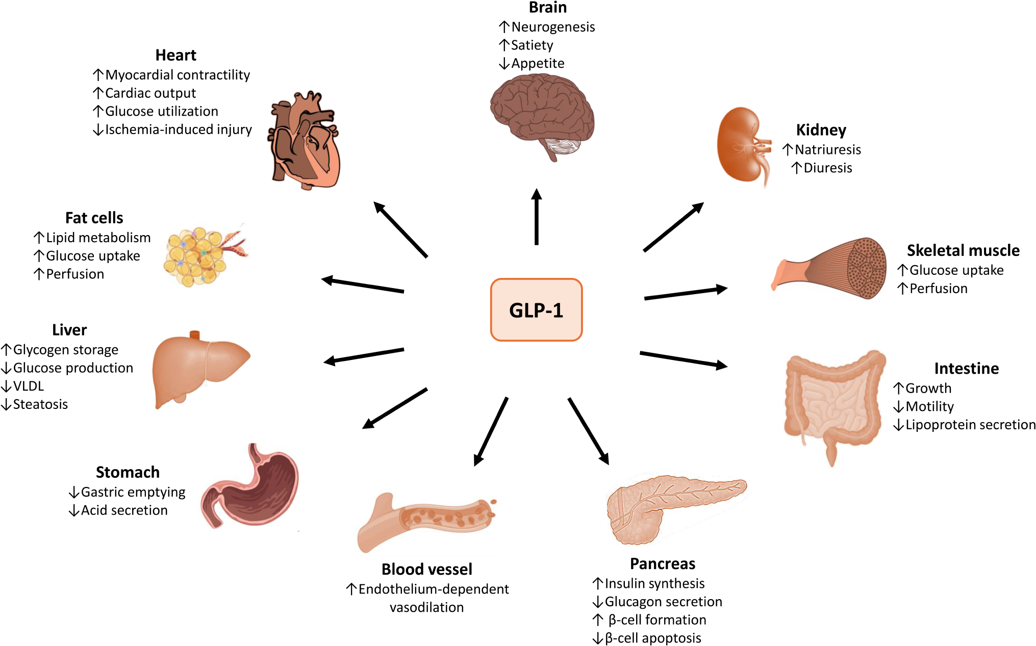 Emerging Treatments for Obesity: the Role of GLP1 Receptor Agonists on Stroke