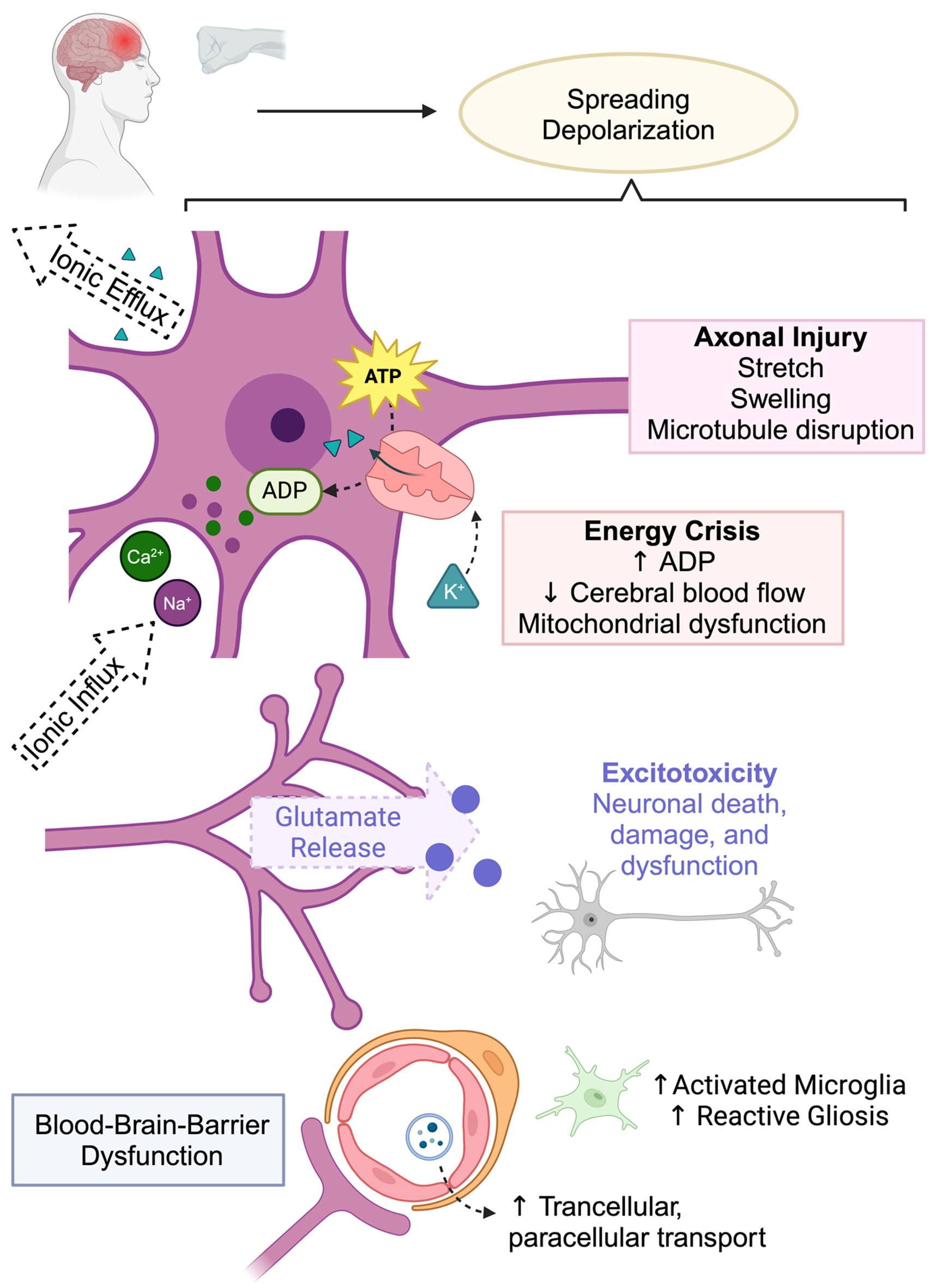 Sport-Related Concussions in High School Athletes: A Comprehensive Update