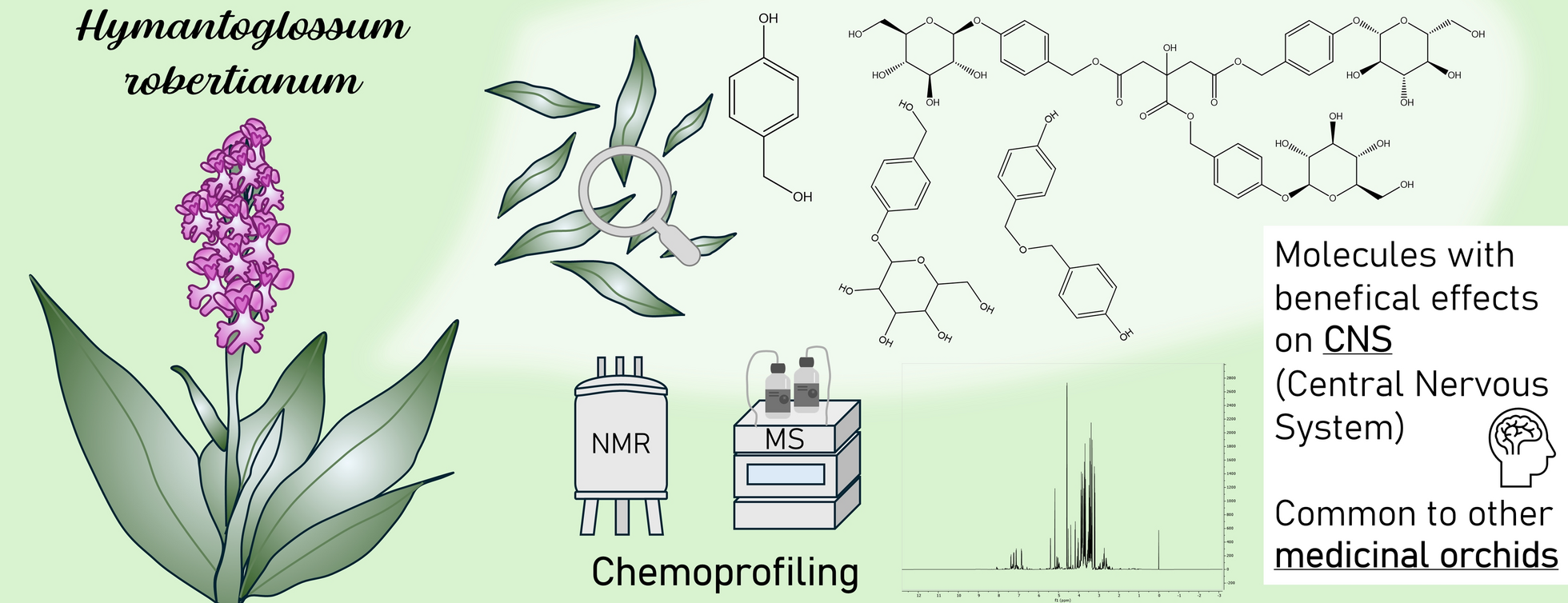Chemoprofiling of  (Loisel.) P. Delforge leaves reveals predominance of gastrodigenin and structurally related compounds
