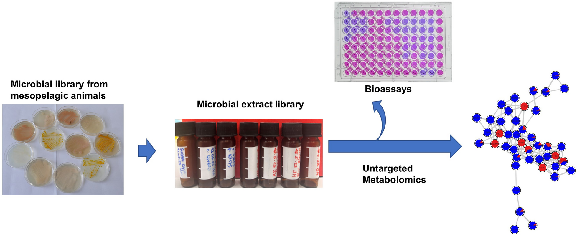 Bioprospecting cultivable bacteria associated with deep sea (mesopelagic) fish of the North Atlantic Ocean