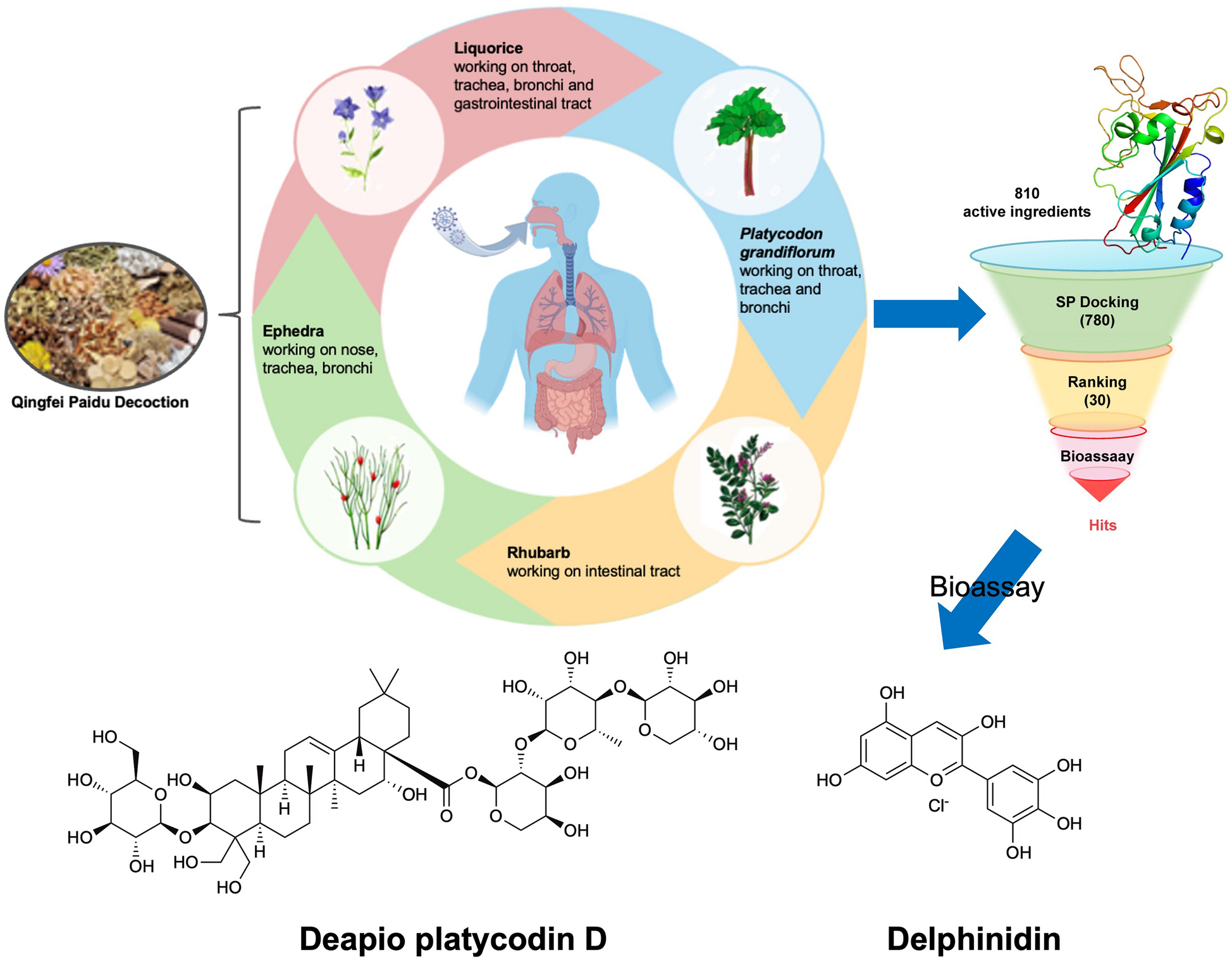 Exploring anti-SARS-CoV-2 natural products: dual-viral target inhibition by delphinidin and the anti-coronaviral efficacy of deapio platycodin D