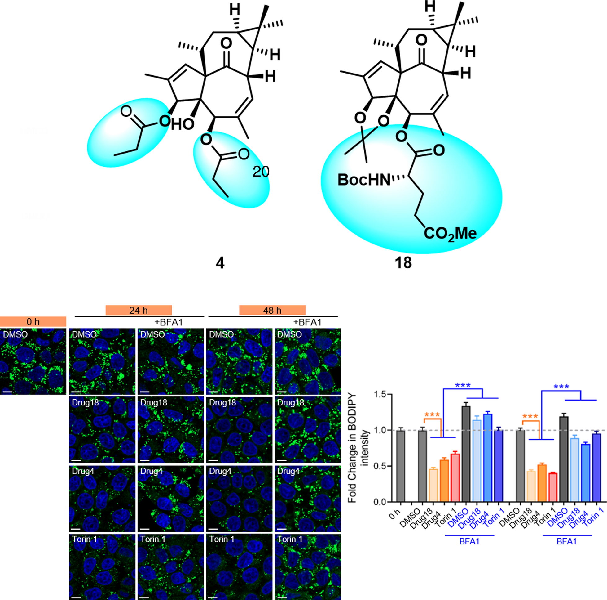 Design of 20-deoxyingenol-esters-based PKC agonists and their lysosome biogenesis-enhancing activity
