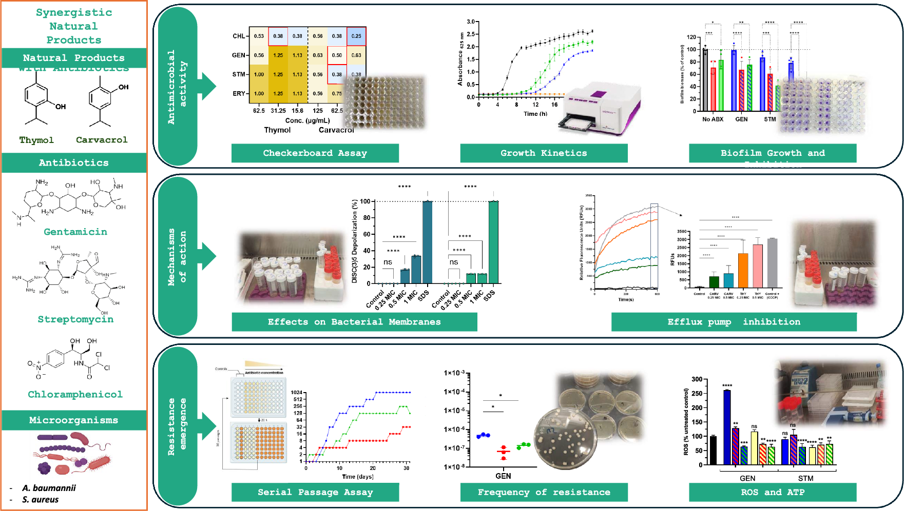 Mechanisms of action and resistance prevention of synergistic thymol and carvacrol combinations with antibiotics inand