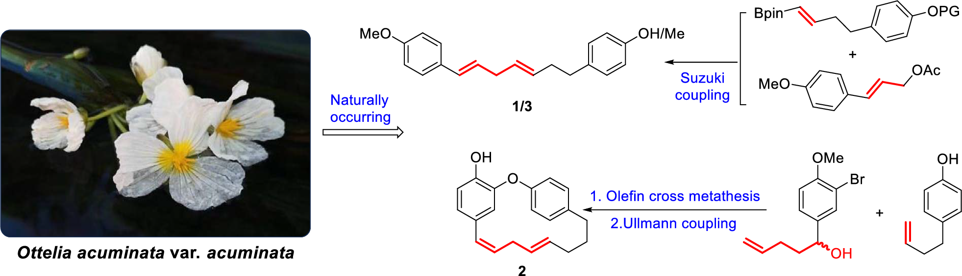 Concise syntheses of natural diarylheptanoids containing a 1,4-pentadiene unit
