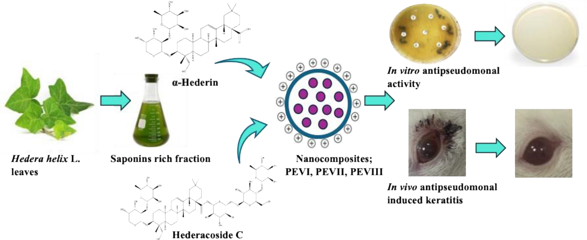 Therapeutic targeting of ocular diseases with emphasis on PI3K/Akt, and OPRL pathways by  L. saponins: a new approach for the treatment of -induced bacterial keratitis