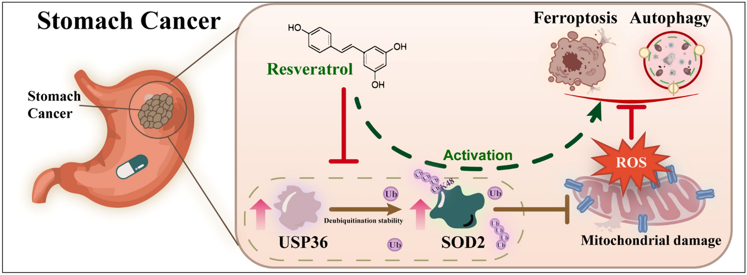 Resveratrol targets mitochondrial USP36–SOD2 to induce autophagy-ferroptosis and inhibit gastric cancer progression