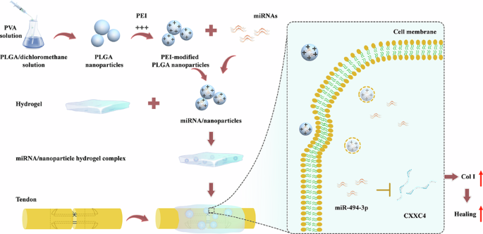 Nanoparticle hydrogel system delivery of miR-494-3p to improve tendon healing by targeting CXXC4