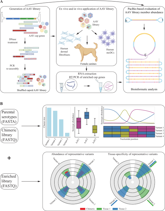 hafoe: an interactive tool for the analysis of chimeric AAV libraries after random mutagenesis