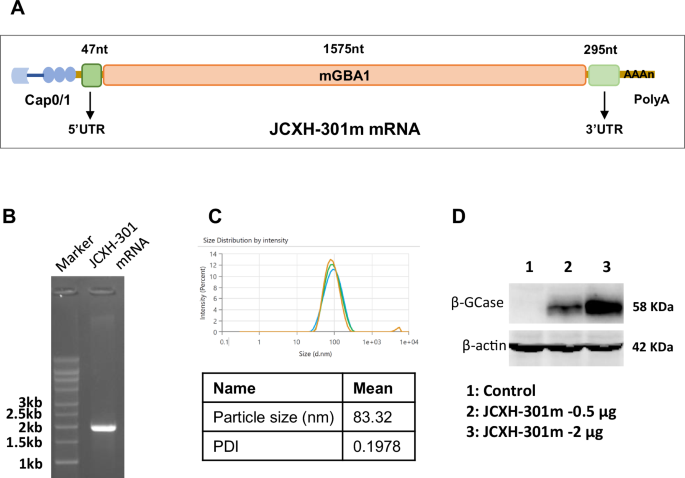 Systemically delivered lipid nanoparticle-mRNA encoding lysosomal acid β-glucosidase restores the enzyme deficiency in a murine Gaucher disease model