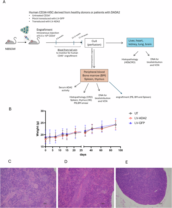Preclinical evaluation of lentiviral gene therapy for adenosine deaminase 2 deficiency (DADA2): engraftment efficiency and biodistribution in humanised NBSGW mice