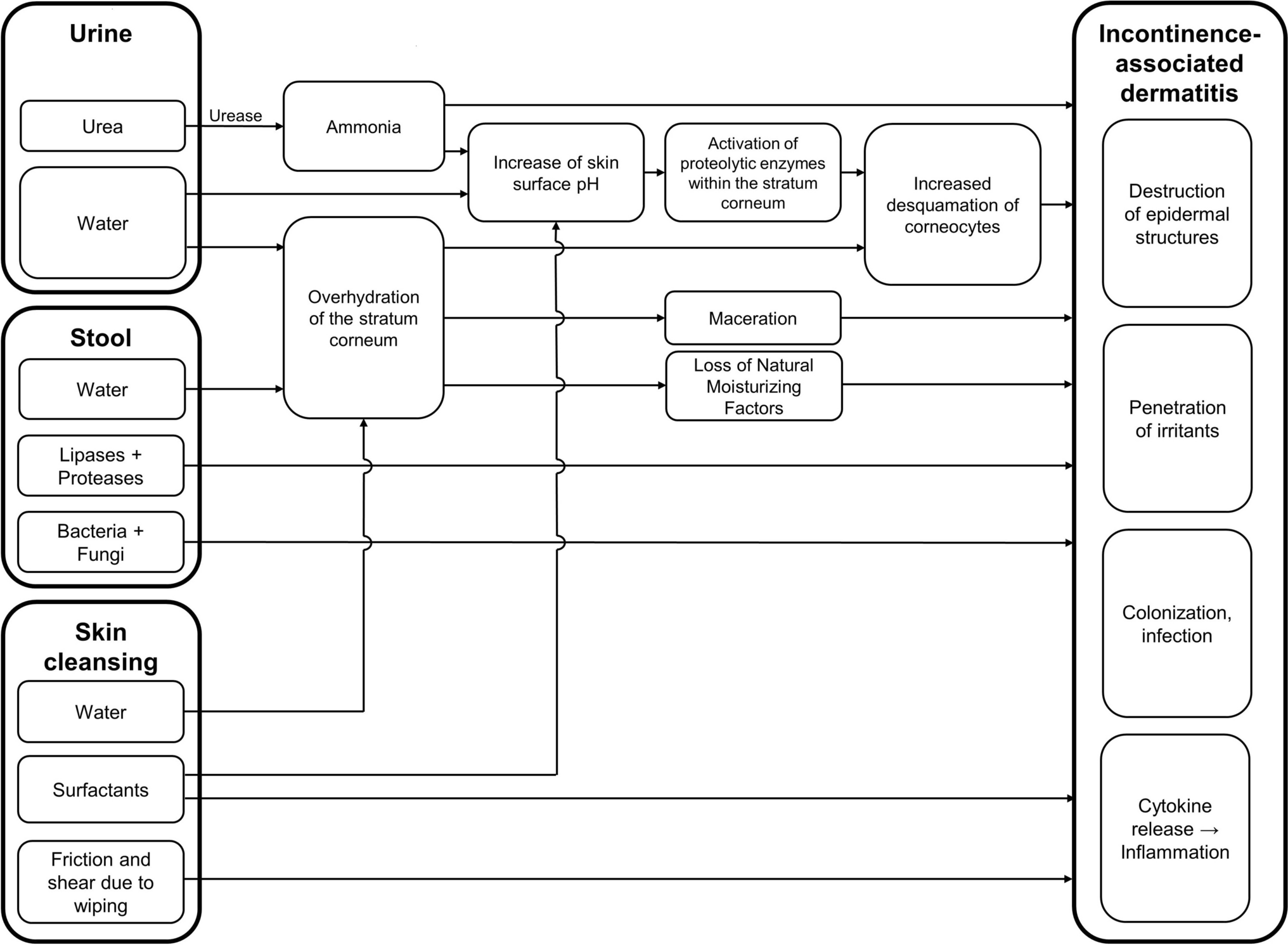 Incontinence-Associated Dermatitis in Older Adults: A Critical Review of Risk Factors, Prevention and Management