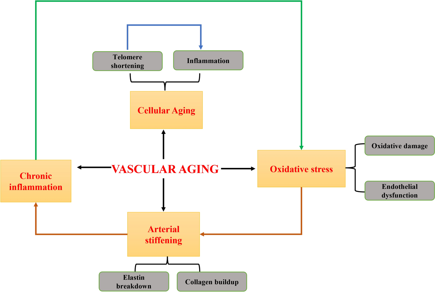 Metformin: An Old Drug with New Tricks—Promising Role in Vascular Aging and Cardioprotection