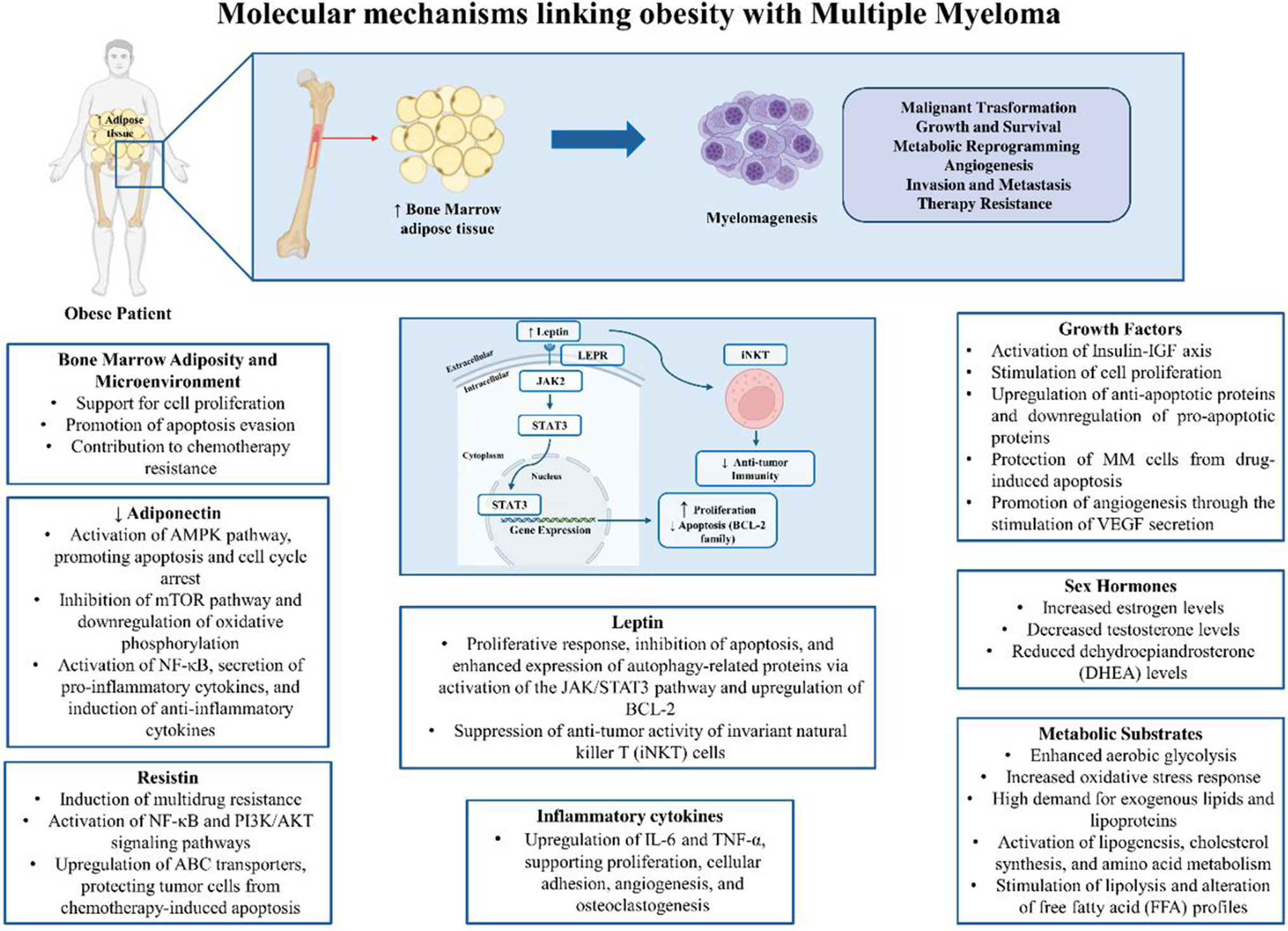 Unraveling Obesity and Multiple Myeloma: Insights from Epidemiology and Molecular Mechanisms