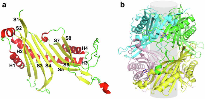 Uricolysis by Arthrobacter globiformis uricase: structural basis for its catalytic activity and thermostability