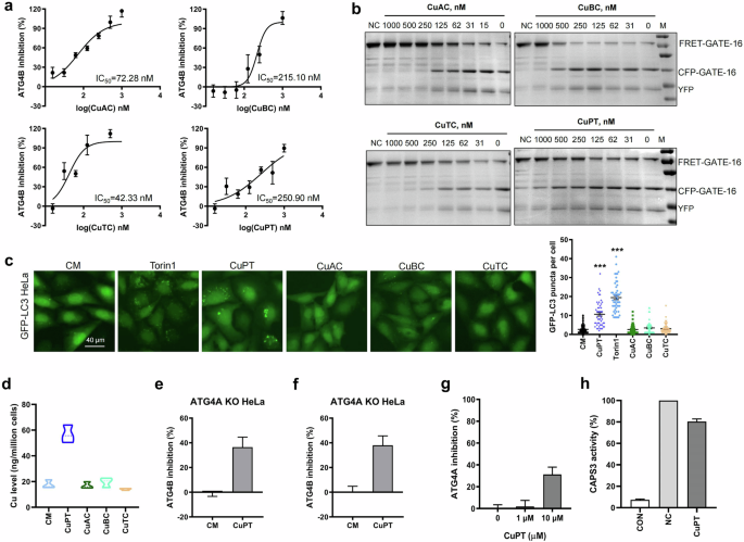Copper pyrithione, a copper complex ATG4B and autophagy inhibitor, exhibits potent anticancer effects