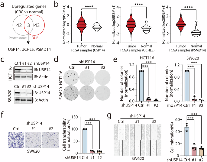 Identification of AKOS, a Chikungunya virus inhibitor, as a USP14 inhibitor for colorectal cancer treatment