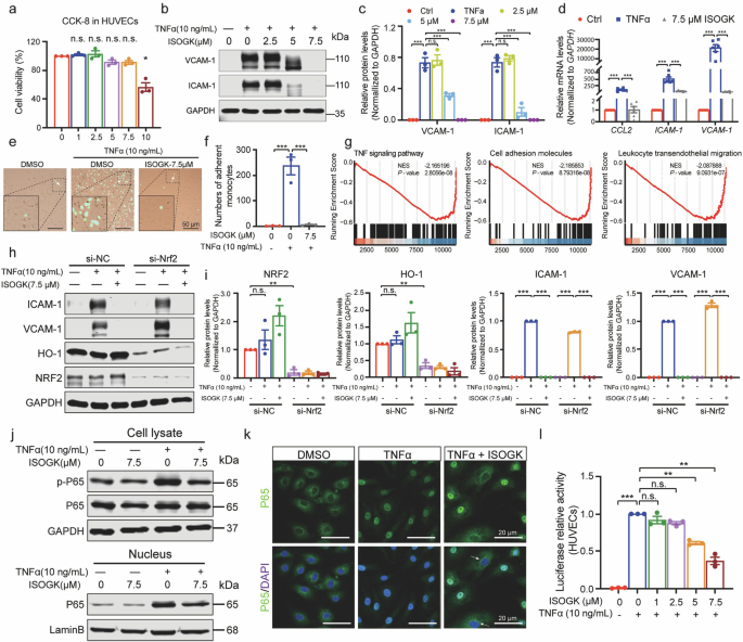 Isoginkgetin, a natural biflavonoid from Ginkgo biloba, inhibits inflammatory response in endothelial cells via suppressing NF-κB activation
