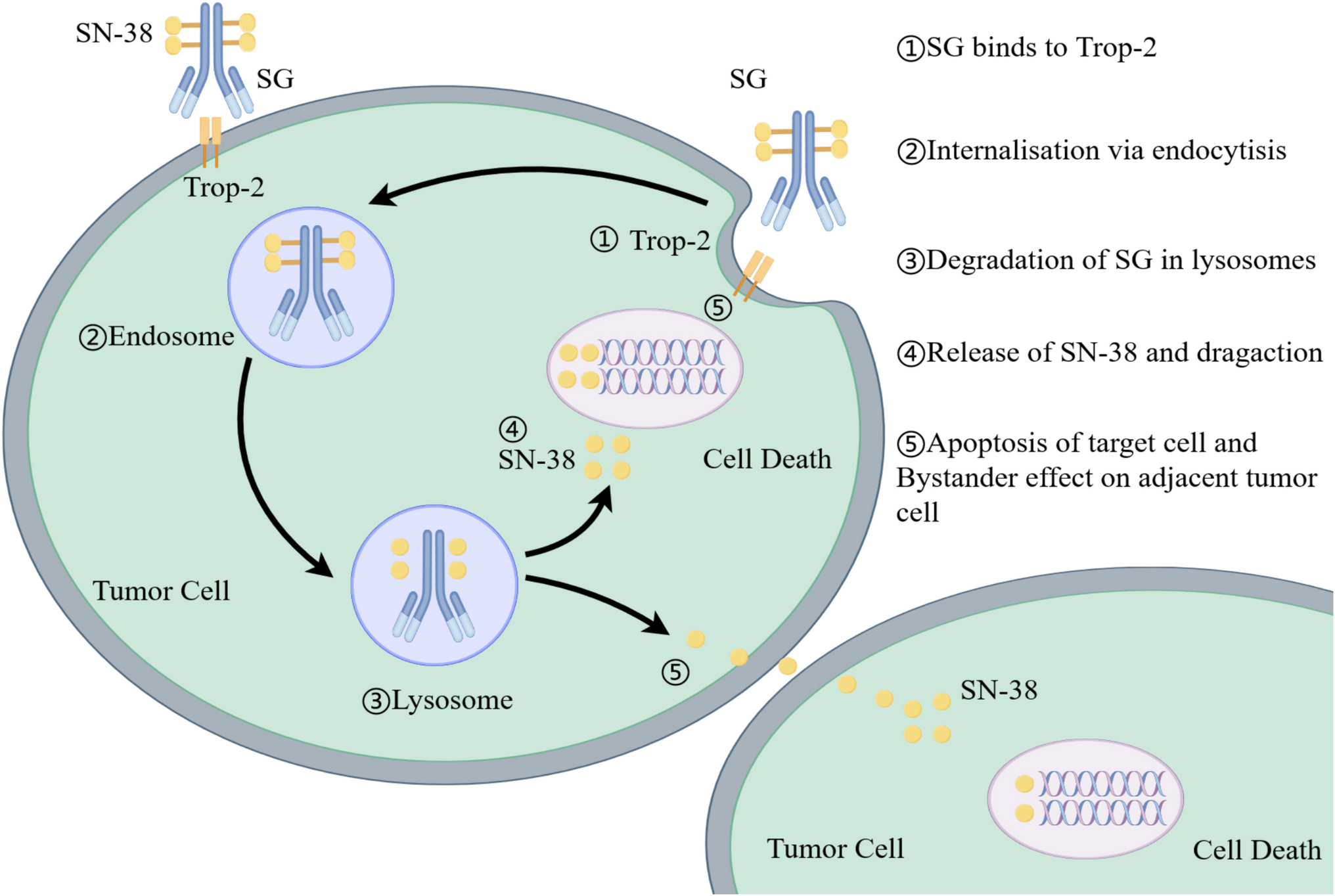 A meta-analysis and systematic review of the first Trop-2-targeting antibody–drug conjugate (sacituzumab govitecan) in treating metastatic breast cancer
