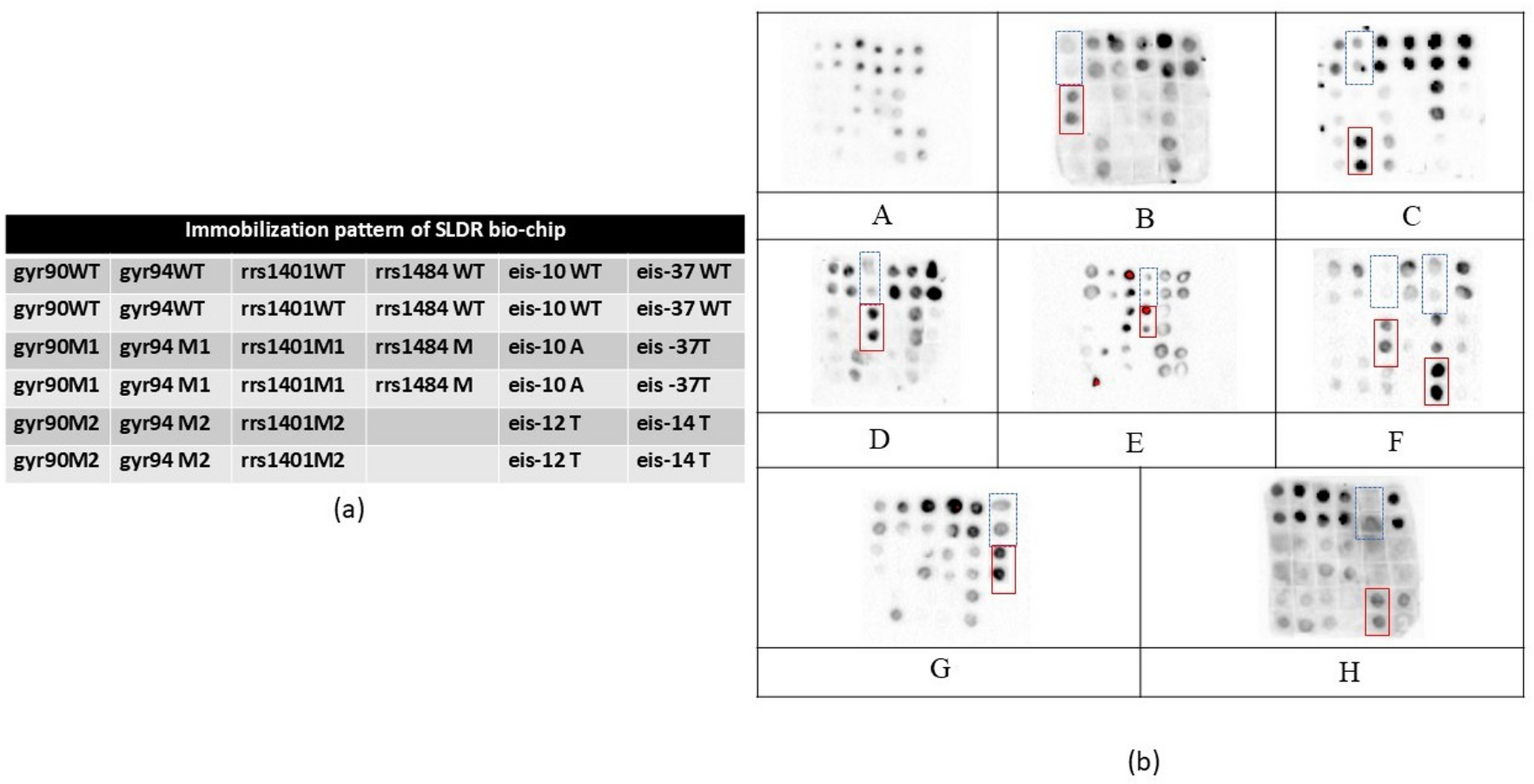 Rapid screening of mutations for second-line-drug-resistant genes in  culture isolates by in-house developed DNA bio-chip