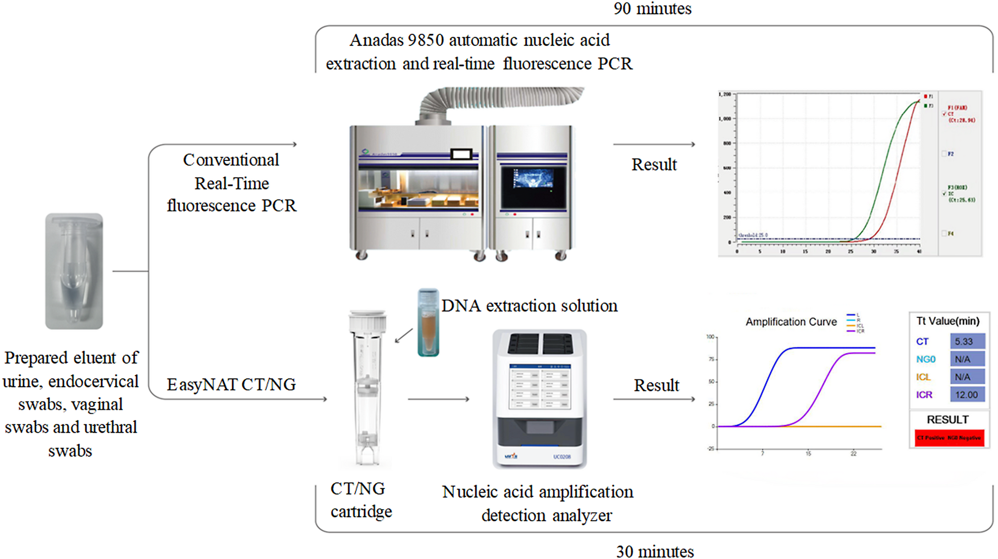 Rapid and simple detection of  and  using the EasyNAT CT/NG assay based on cross-priming amplification