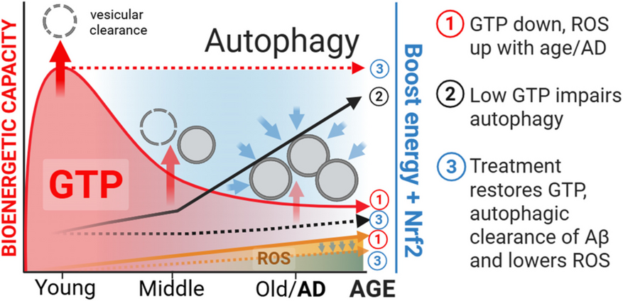 Treatment of age-related decreases in GTP levels restores endocytosis and autophagy