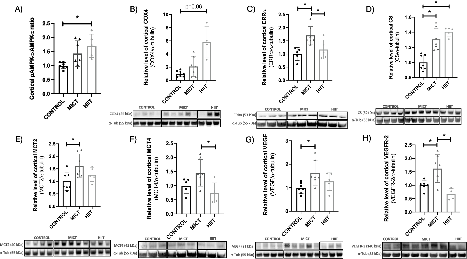 High-intensity interval and moderate-intensity continuous training on cerebral energy metabolism in older rats