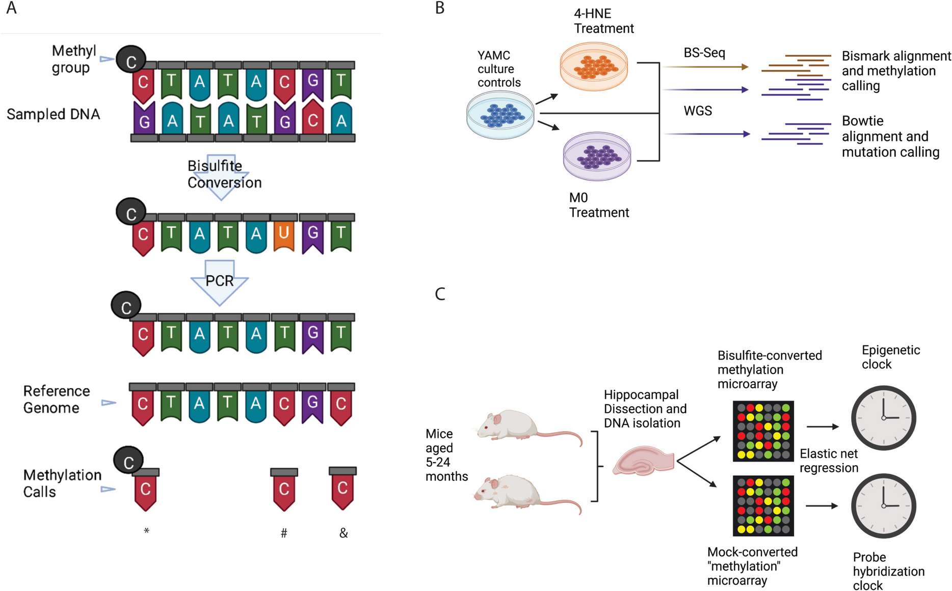 Methylation array signals are predictive of chronological age without bisulfite conversion