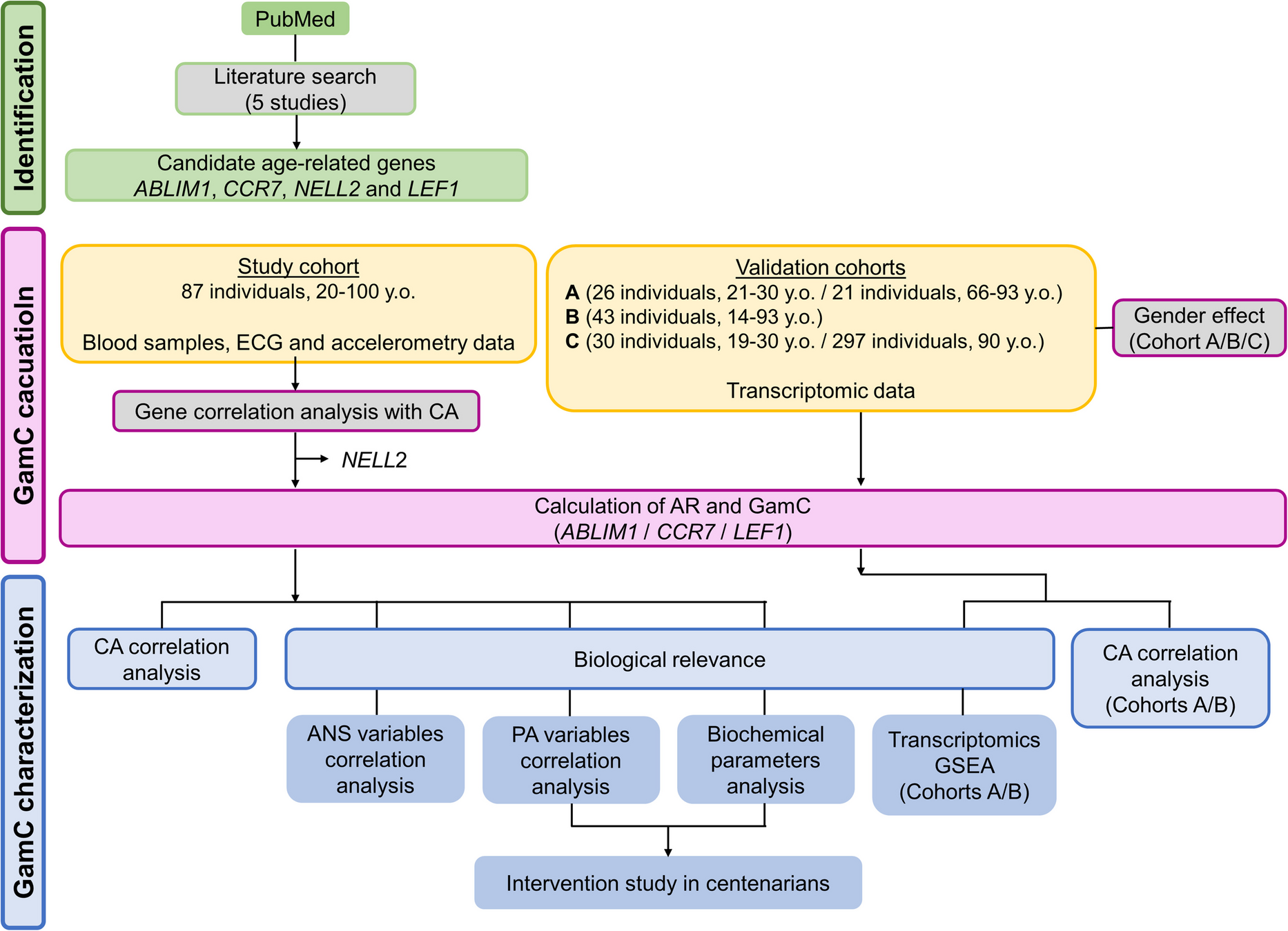 A simple blood biomarker based on gene expression describes cardiovascular health-related biological age
