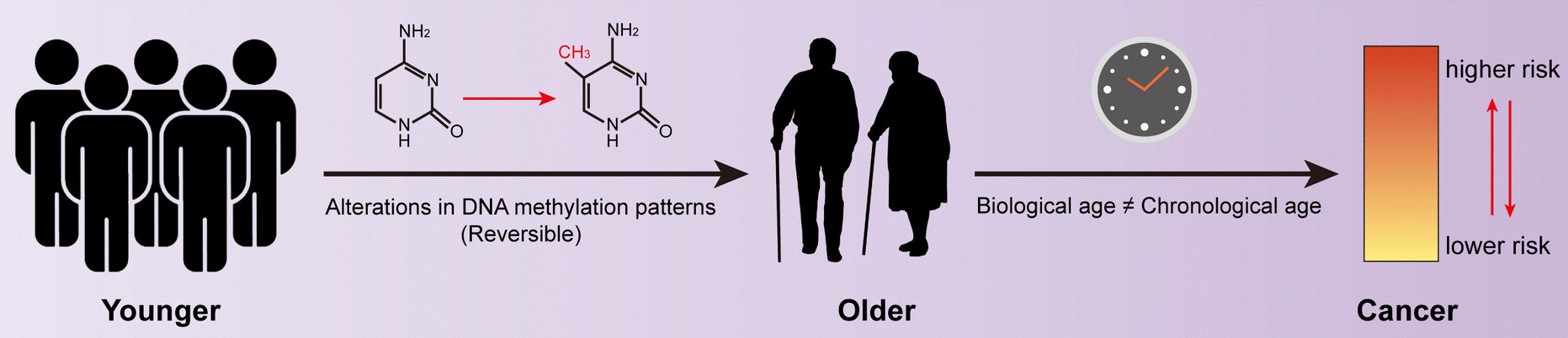 Associations of accelerated epigenetic aging with cancer and mortality risk in the USA