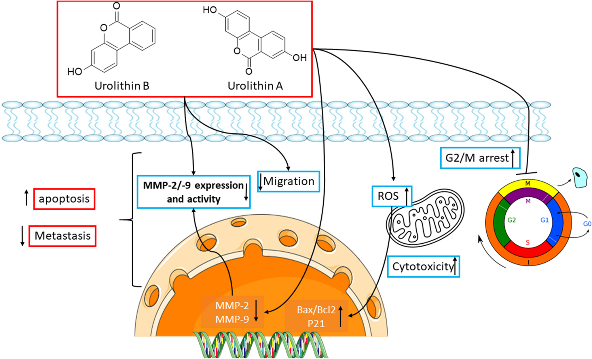 Evaluation and comparison of the anti-proliferative and anti-metastatic effects of urolithin A and urolithin B against esophageal cancer cells: an in vitro and in silico study
