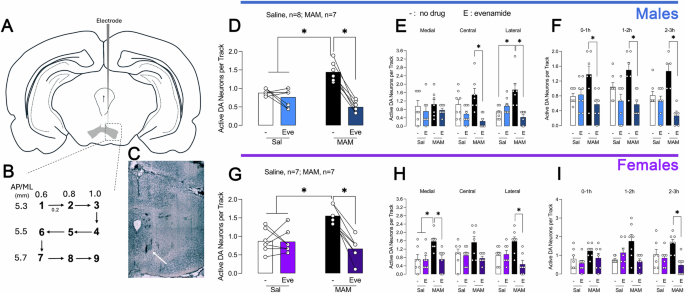 Evenamide reverses schizophrenia-related dysfunction in a neurodevelopmental animal model