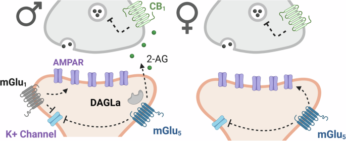 Parvalbumin interneurons mediate sex differences in prefrontal cortex function