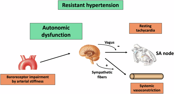 Vagal dysfuction in resistant hypertension: no longer the “cinderella” of the autonomic cardiovascular profile