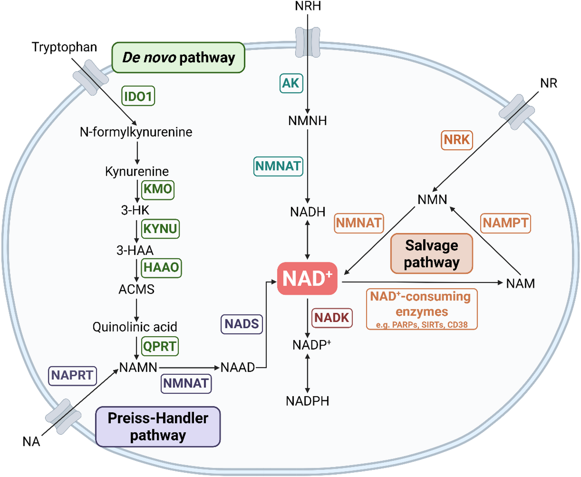 NAD + metabolism and function in innate and adaptive immune cells