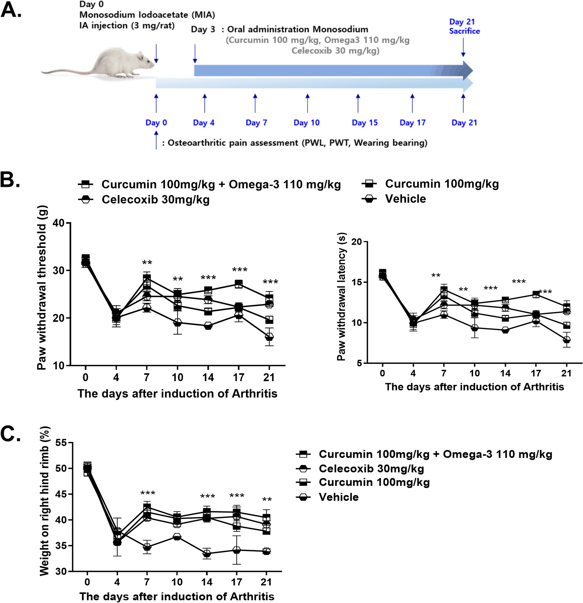 Curcumin and omega-3 ameliorate experimental osteoarthritis progression in terms of joint pain and mitochondrial dysfunction