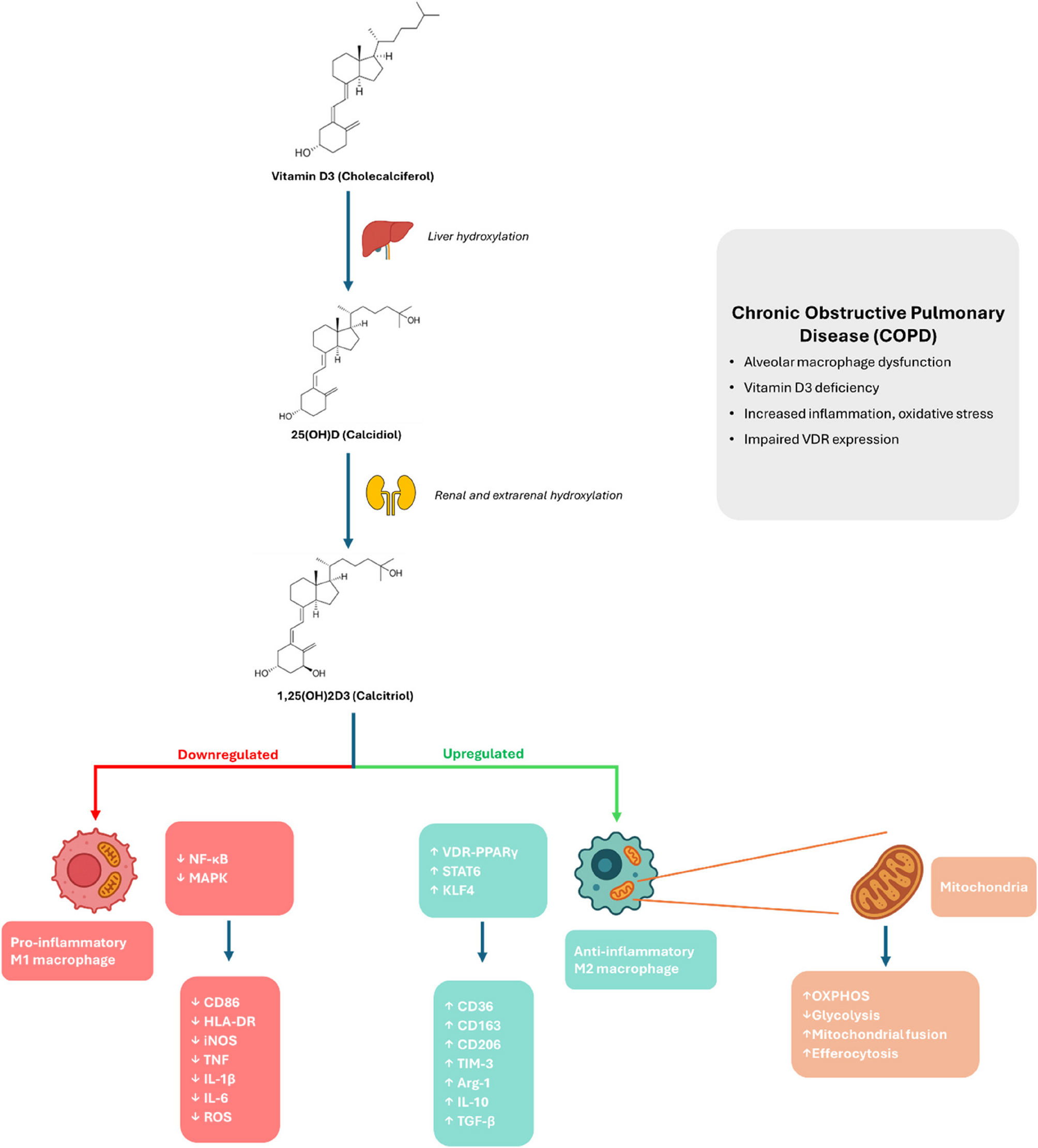 The potential role of 1,25(OH)2D3 (Active vitamin D3) in modulating macrophage function; implications for chronic obstructive pulmonary disease (COPD)