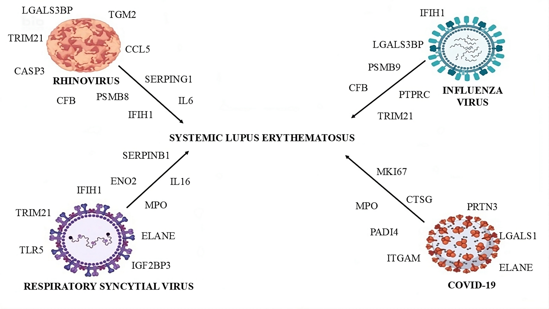 Respiratory viruses and systemic lupus erythematosus: Biomarkers and mechanisms leading to autoimmunity
