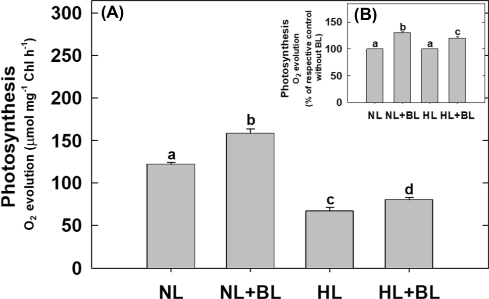 Brassinolide sustains photosynthesis during high-light stress by modulating mitochondrial electron transport and cellular ROS
