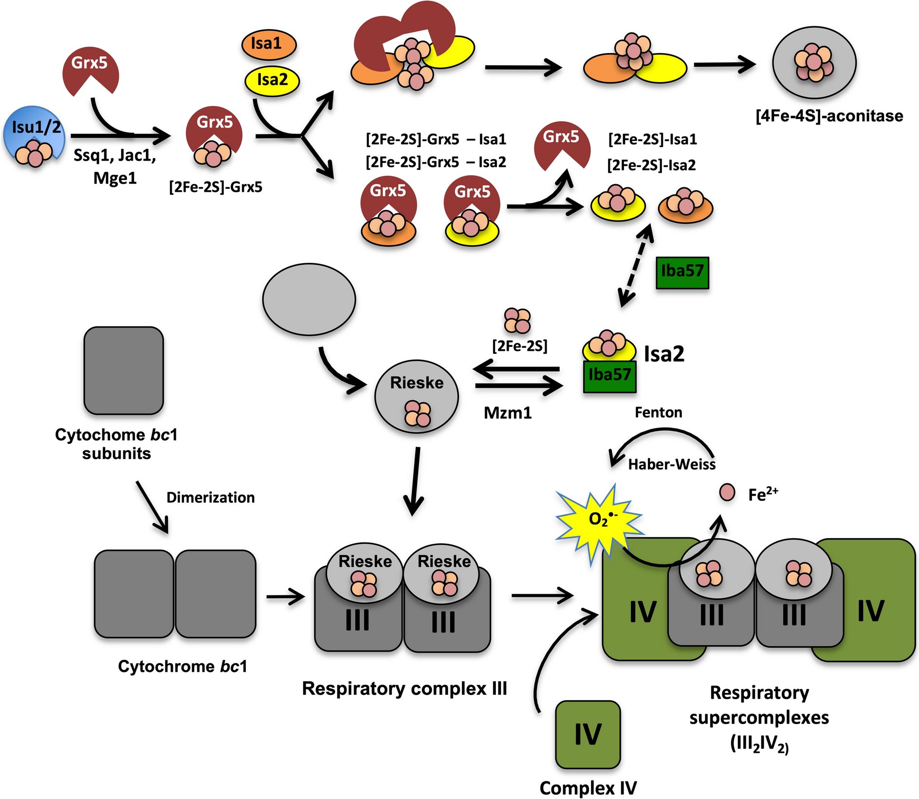 Isa2p is essential in  for mitochondrial function and stress resistance by allowing Rip1p subunit assembly into cytochrome  complex