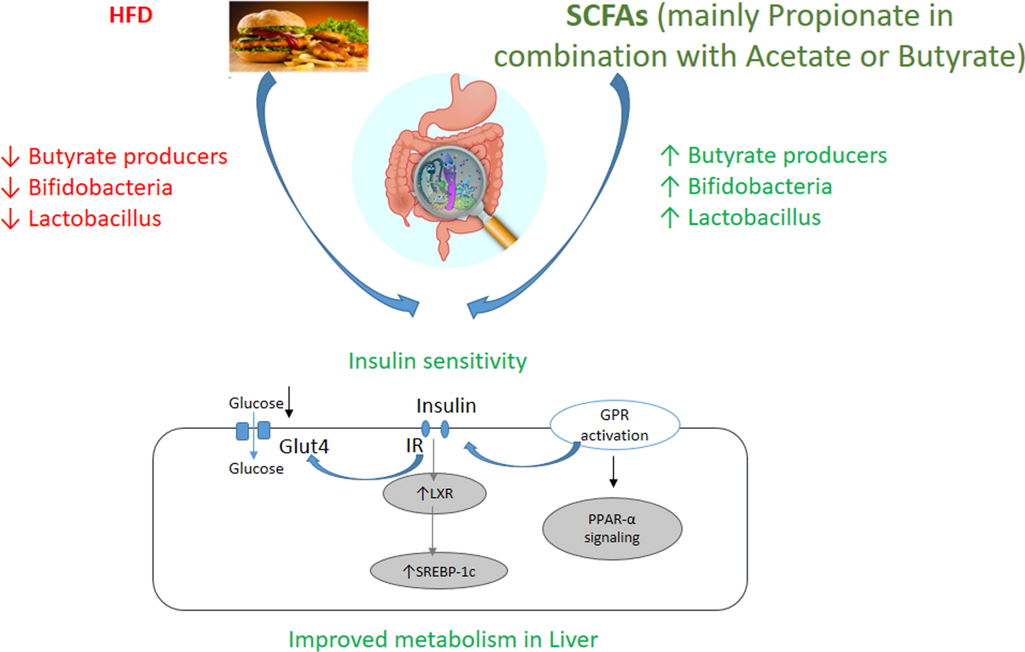 Postbiotic potential of SCFAs on metaflammation and gut microbiota alteration in diabetes