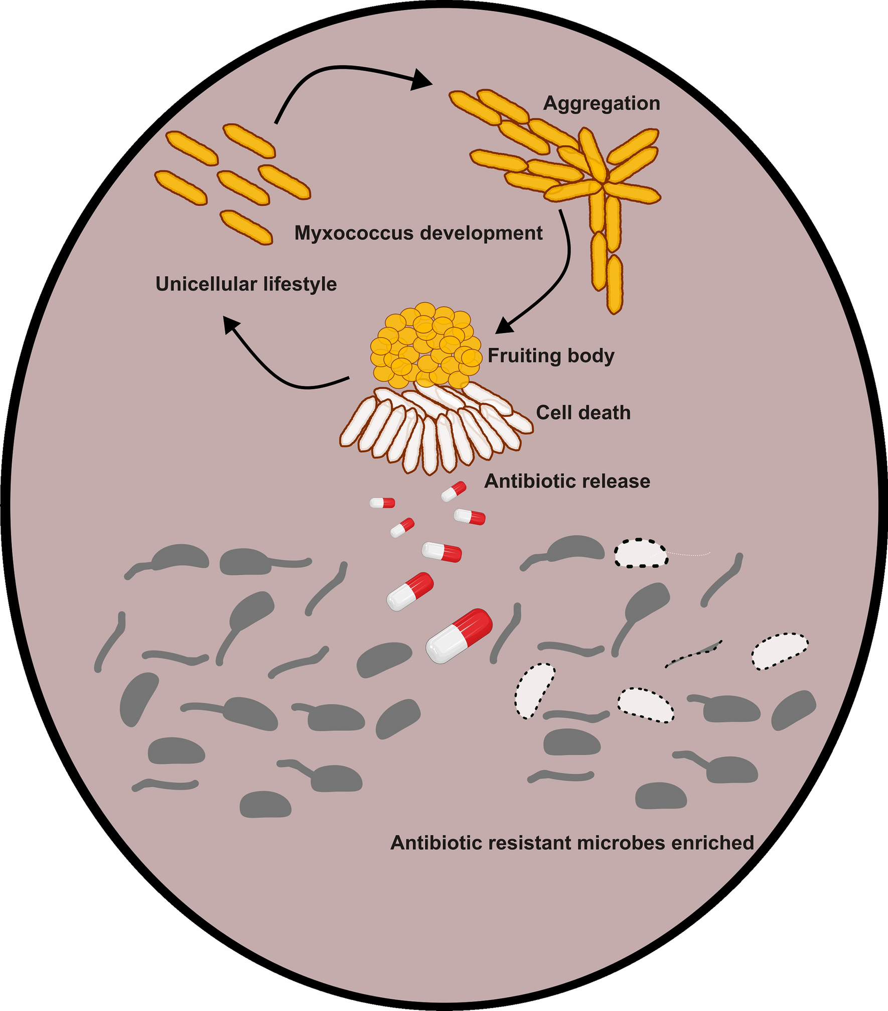 From the microscopic gladiator pit: Antibiotics vs resistance